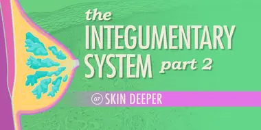 The Integumentary System, Part 2 - Skin Deeper