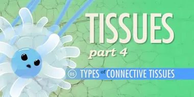 Tissues, Part 4 - Types of Connective Tissues