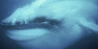 Ocean Giants: Voices of the Sea