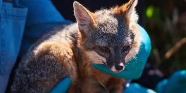 The Lost Fox of the Channel Island