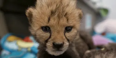 Love Is a Cheetah Cub