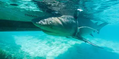 The Sharp End of a Bull Shark