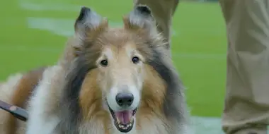 Mascot Dogs & Guide Dogs for Runners