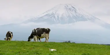 Mt. Fuji: Countryside Cats