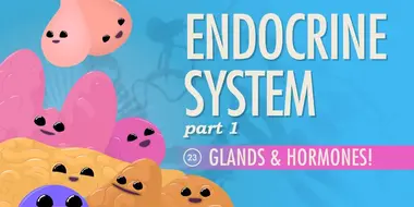 Endocrine System, Part 1 - Glands & Hormones