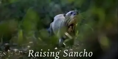 Raising Sancho