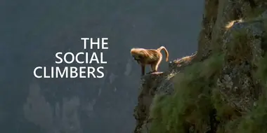 Social Climbers