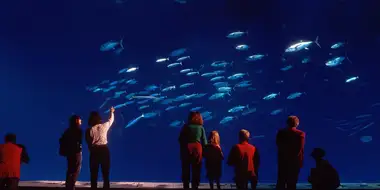 Oceans in Glass: Behind the Scenes of the Monterey Bay Aquarium