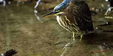 Heligan: Secrets of the Lost Garden