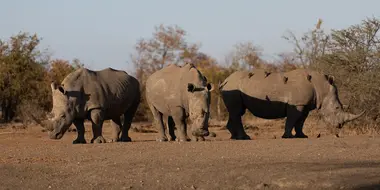 Return of the Rhinos