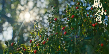 Maze of Fruits