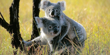 Koala Country