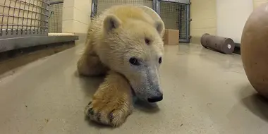 Polar Bear Emergency Surgery