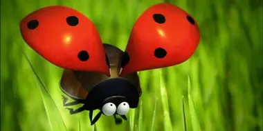 The Ladybug