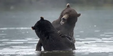 Kamchatka: Ring Of Fire