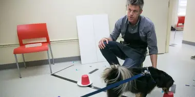 How to Pet a Dog