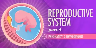 Reproductive System, Part 4 - Pregnancy & Development