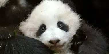 Pandas: Born To Be Wild