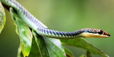 Forest of the Flying Snakes