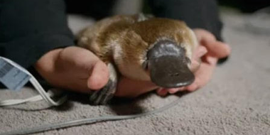 Platypus Emergency