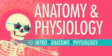 Introduction to Anatomy & Physiology