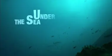 Under the Sea