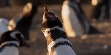 Penguin Playtime