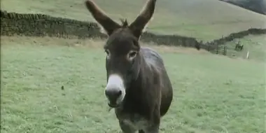 Catching Digby's Donkey