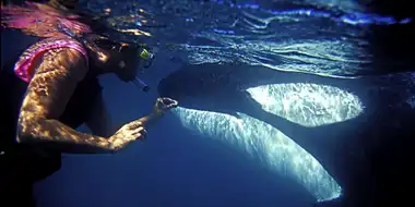 The Woman Who Swims with Killer Whales