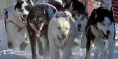Sled Dogs: An Alaskan Epic