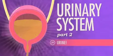 Urinary System, Part 2