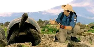 Giant Tortoises