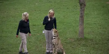 Run Cheetah Run