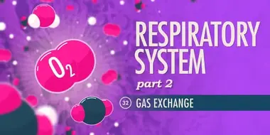 Respiratory System, Part 2