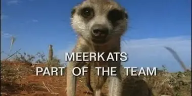 Meerkats: Part of the Team