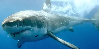 Guadalupe: Island of the White Sharks