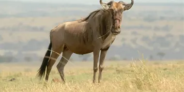 Wildebeest