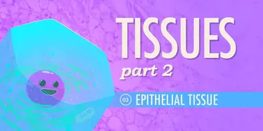 Tissues, Part 2 - Epithelial Tissue