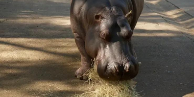 Healing Hippos