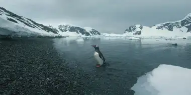 A Penguin Proposal