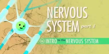 The Nervous System, Part 1