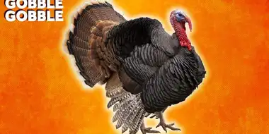 Why Do We Eat Turkey On Thanksgiving?