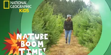 Holiday Tree Farm