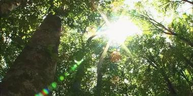 The Beech Forest of Oshima Peninsula