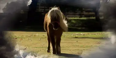 Li'l Sebastian