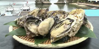 SPRING OYSTERS