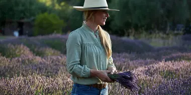 Lavender Harvest