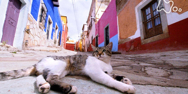 Light, Color and Nyan ~Latin America~