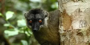 Spectres of the Jungle: Madagascar Rainforest