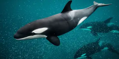 Orca Dynasty